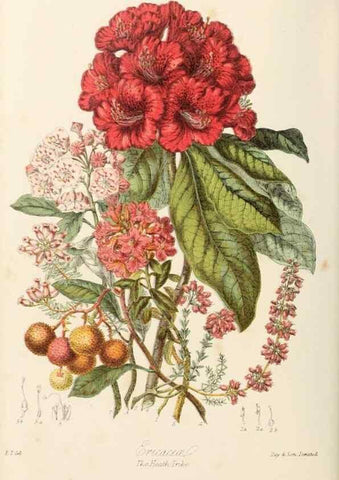 Reproducción/Reproduction 7739392366: Illustrations of the natural orders of plants with groups and descriptions.. London :Sampson Low, Son, and Marston,1868.