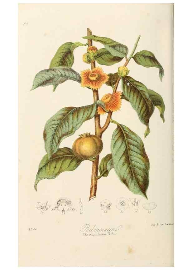 Reproducción/Reproduction 7739393164: Illustrations of the natural orders of plants with groups and descriptions.. London :Sampson Low, Son, and Marston,1868.