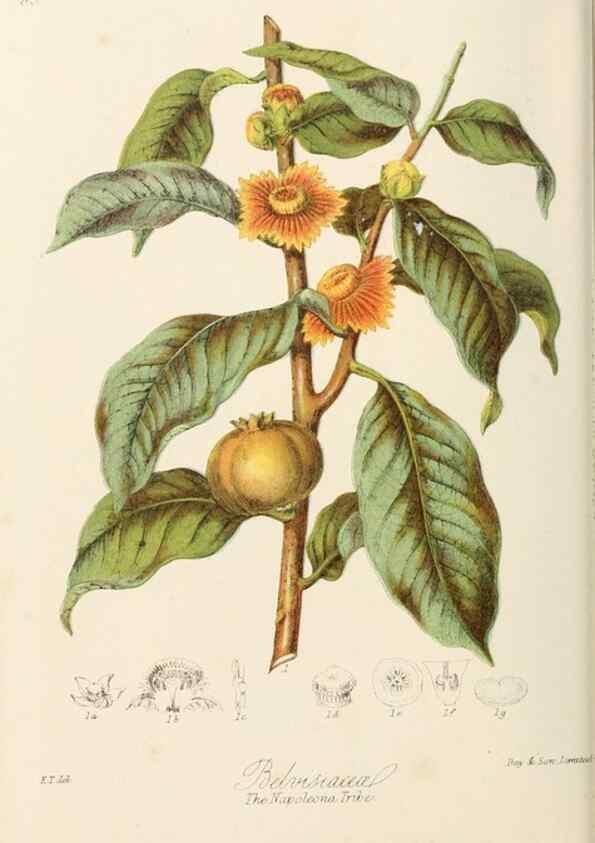 Reproducción/Reproduction 7739393164: Illustrations of the natural orders of plants with groups and descriptions.. London :Sampson Low, Son, and Marston,1868.
