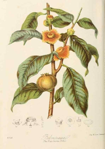 Reproducción/Reproduction 7739393164: Illustrations of the natural orders of plants with groups and descriptions.. London :Sampson Low, Son, and Marston,1868.