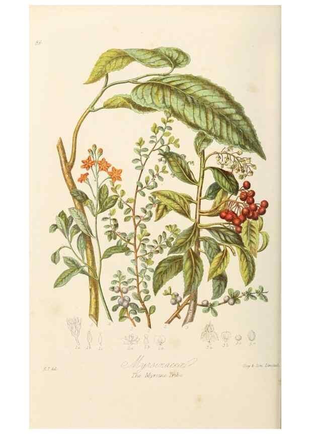 Reproducción/Reproduction 7739393964: Illustrations of the natural orders of plants with groups and descriptions.. London :Sampson Low, Son, and Marston,1868.