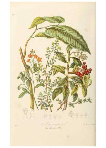 Reproducción/Reproduction 7739393964: Illustrations of the natural orders of plants with groups and descriptions.. London :Sampson Low, Son, and Marston,1868.