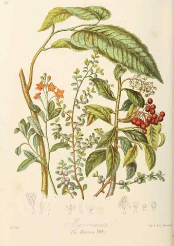 Reproducción/Reproduction 7739393964: Illustrations of the natural orders of plants with groups and descriptions.. London :Sampson Low, Son, and Marston,1868.