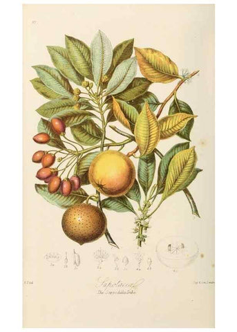 Reproducción/Reproduction 7739394698: Illustrations of the natural orders of plants with groups and descriptions.. London :Sampson Low, Son, and Marston,1868.