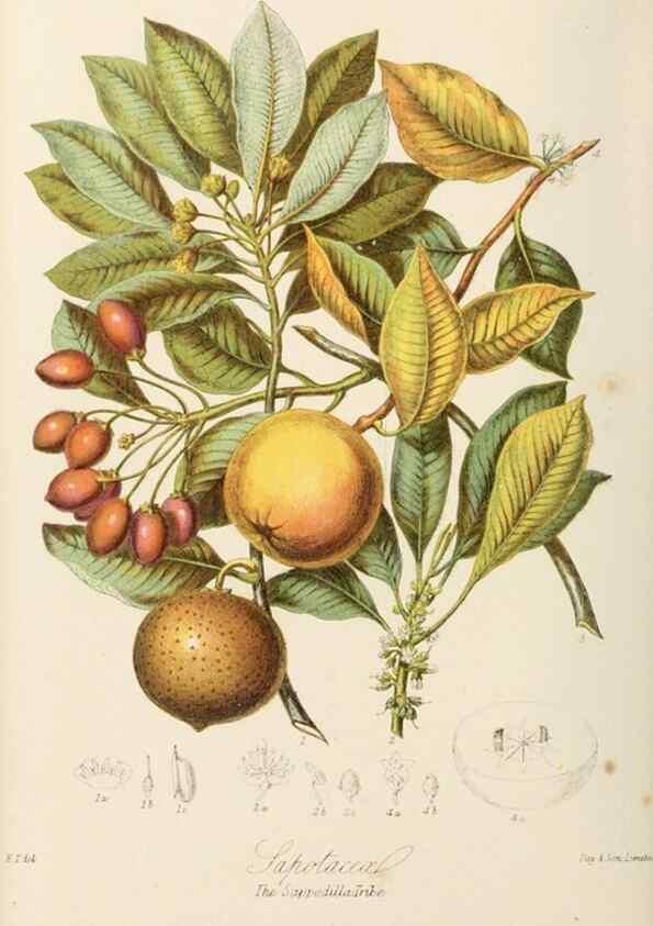 Reproducción/Reproduction 7739394698: Illustrations of the natural orders of plants with groups and descriptions.. London :Sampson Low, Son, and Marston,1868.