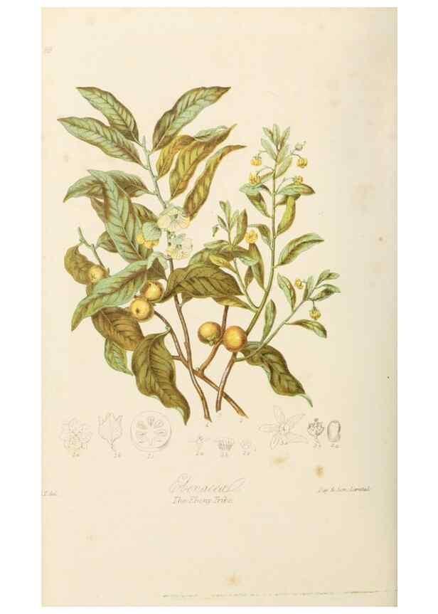 Reproducción/Reproduction 7739395366: Illustrations of the natural orders of plants with groups and descriptions.. London :Sampson Low, Son, and Marston,1868.