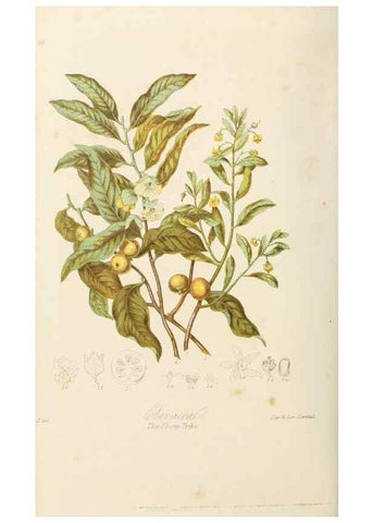 Reproducción/Reproduction 7739395366: Illustrations of the natural orders of plants with groups and descriptions.. London :Sampson Low, Son, and Marston,1868.