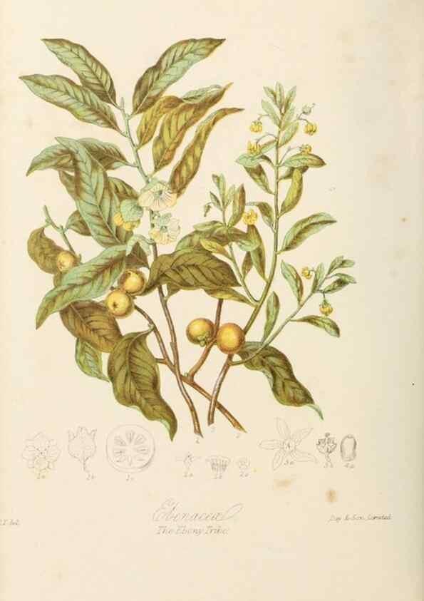 Reproducción/Reproduction 7739395366: Illustrations of the natural orders of plants with groups and descriptions.. London :Sampson Low, Son, and Marston,1868.