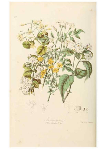 Reproducción/Reproduction 7739397068: Illustrations of the natural orders of plants with groups and descriptions.. London :Sampson Low, Son, and Marston,1868.