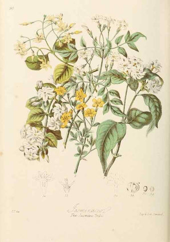 Reproducción/Reproduction 7739397068: Illustrations of the natural orders of plants with groups and descriptions.. London :Sampson Low, Son, and Marston,1868.