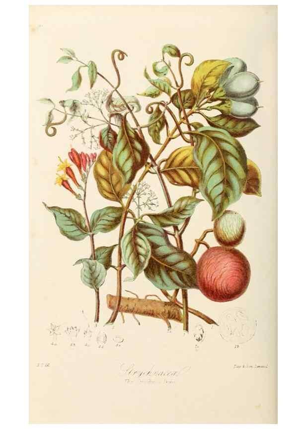 Reproducción/Reproduction 7739398004: Illustrations of the natural orders of plants with groups and descriptions.. London :Sampson Low, Son, and Marston,1868.