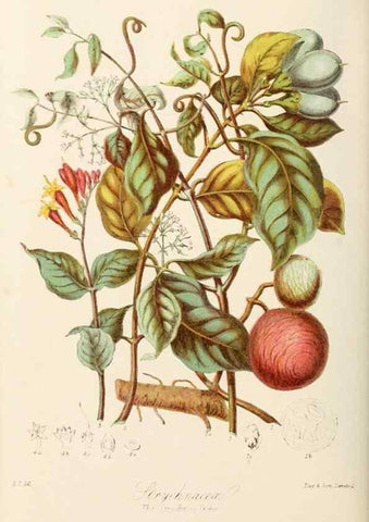 Reproducción/Reproduction 7739398004: Illustrations of the natural orders of plants with groups and descriptions.. London :Sampson Low, Son, and Marston,1868.