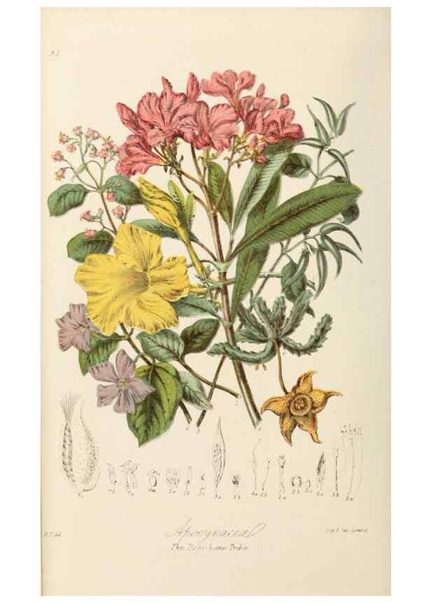 Reproducción/Reproduction 7739398966: Illustrations of the natural orders of plants with groups and descriptions.. London :Sampson Low, Son, and Marston,1868.