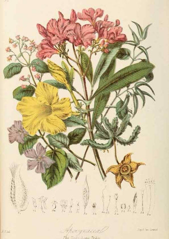Reproducción/Reproduction 7739398966: Illustrations of the natural orders of plants with groups and descriptions.. London :Sampson Low, Son, and Marston,1868.