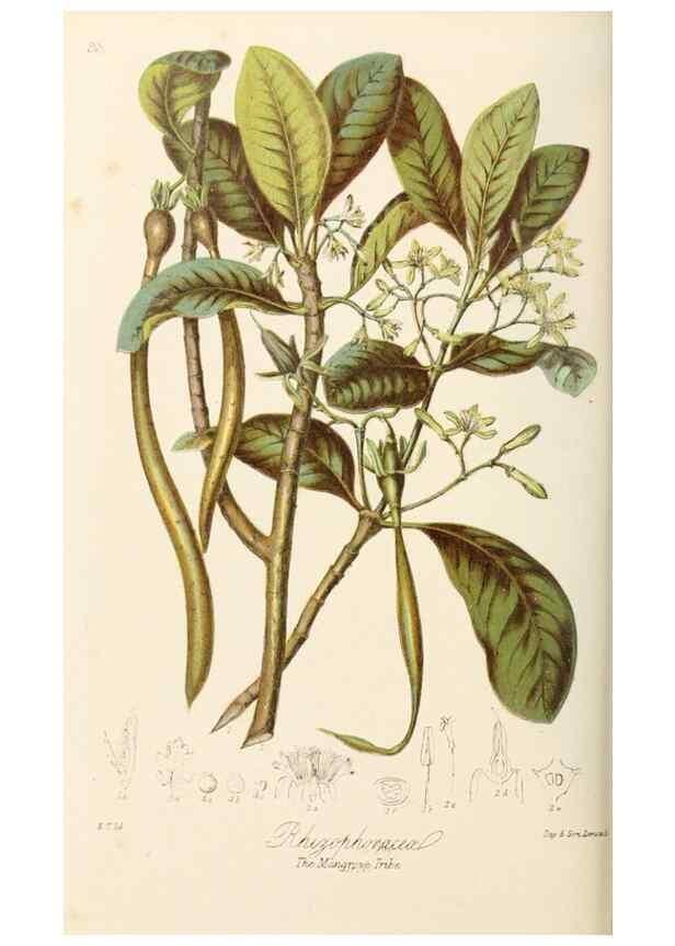 Reproducción/Reproduction 7739400004: Illustrations of the natural orders of plants with groups and descriptions.. London :Sampson Low, Son, and Marston,1868.