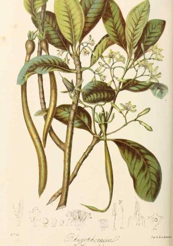 Reproducción/Reproduction 7739400004: Illustrations of the natural orders of plants with groups and descriptions.. London :Sampson Low, Son, and Marston,1868.