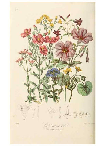 Reproducción/Reproduction 7739400920: Illustrations of the natural orders of plants with groups and descriptions.. London :Sampson Low, Son, and Marston,1868.