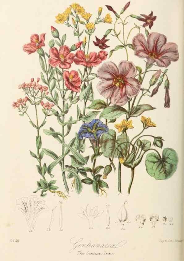 Reproducción/Reproduction 7739400920: Illustrations of the natural orders of plants with groups and descriptions.. London :Sampson Low, Son, and Marston,1868.