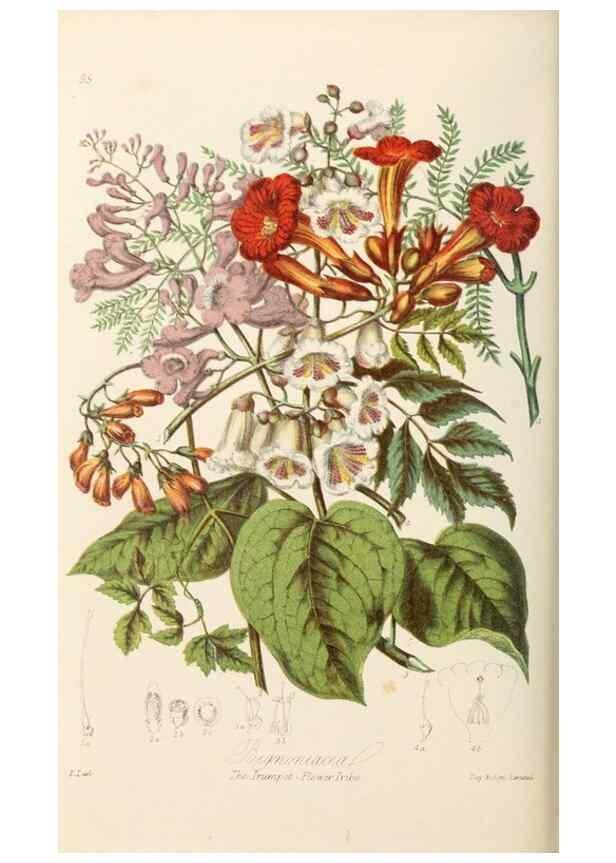 Reproducción/Reproduction 7739401948: Illustrations of the natural orders of plants with groups and descriptions.. London :Sampson Low, Son, and Marston,1868.