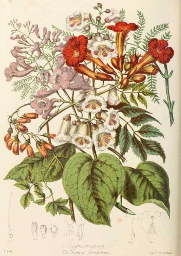 Reproducción/Reproduction 7739401948: Illustrations of the natural orders of plants with groups and descriptions.. London :Sampson Low, Son, and Marston,1868.