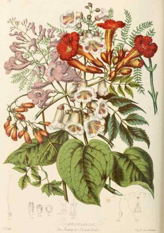Reproducción/Reproduction 7739401948: Illustrations of the natural orders of plants with groups and descriptions.. London :Sampson Low, Son, and Marston,1868.
