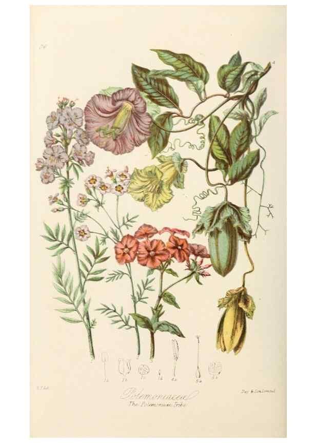 Reproducción/Reproduction 7739402880: Illustrations of the natural orders of plants with groups and descriptions.. London :Sampson Low, Son, and Marston,1868.