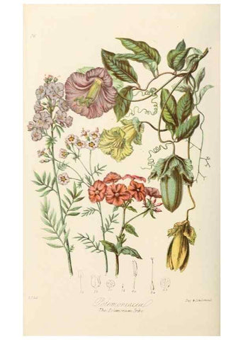Reproducción/Reproduction 7739402880: Illustrations of the natural orders of plants with groups and descriptions.. London :Sampson Low, Son, and Marston,1868.