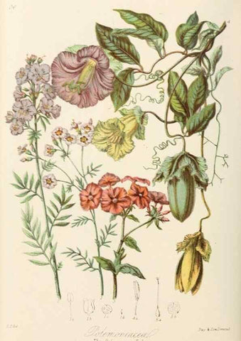 Reproducción/Reproduction 7739402880: Illustrations of the natural orders of plants with groups and descriptions.. London :Sampson Low, Son, and Marston,1868.