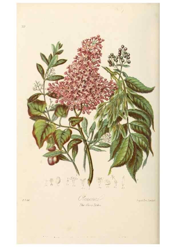 Reproducción/Reproduction 7739396204: Illustrations of the natural orders of plants with groups and descriptions.. London :Sampson Low, Son, and Marston,1868.