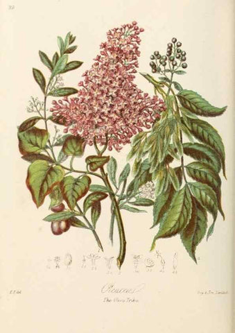 Reproducción/Reproduction 7739396204: Illustrations of the natural orders of plants with groups and descriptions.. London :Sampson Low, Son, and Marston,1868.