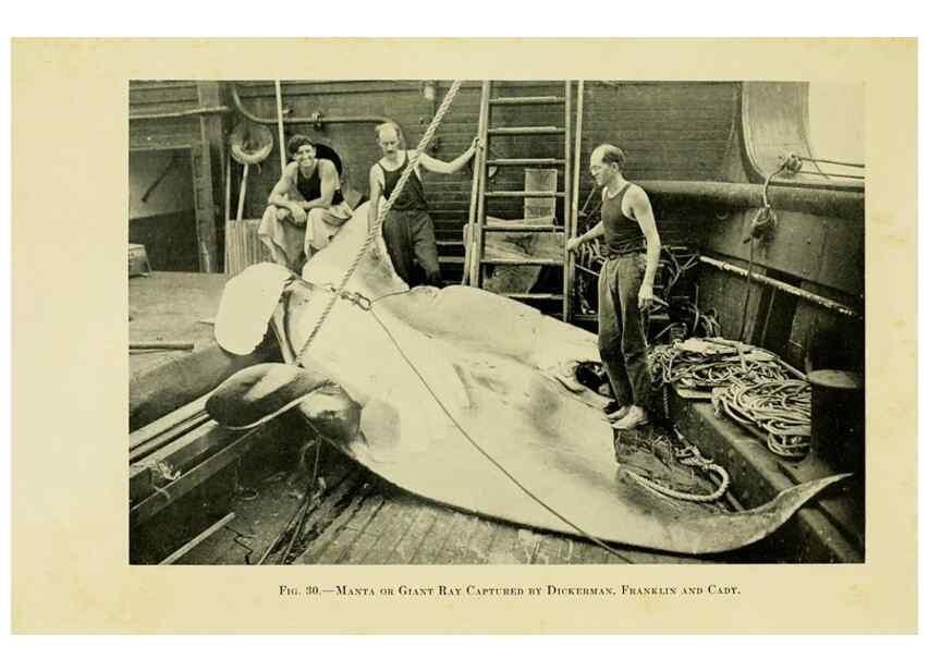 Reproducción/Reproduction 7698608792: The Arcturus adventure :. New York :Putnam,1926.
