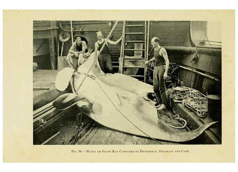 Reproducción/Reproduction 7698608792: The Arcturus adventure :. New York :Putnam,1926.
