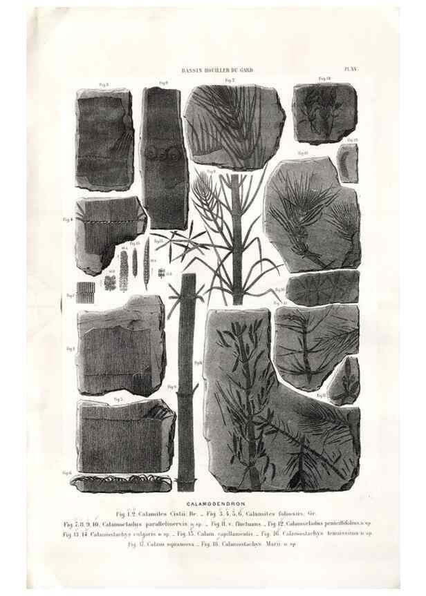 Reproducción/Reproduction 7676552316: Géologie et paléontologie du bassin houiller du Gard /. Saint-Etienne :Théolier,1890.