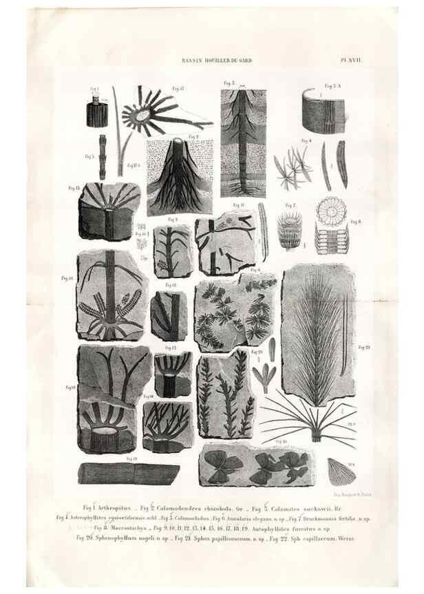Reproducción/Reproduction 7676554092: Géologie et paléontologie du bassin houiller du Gard /. Saint-Etienne :Théolier,1890.