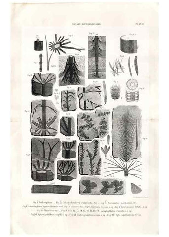 Reproducción/Reproduction 7676554092: Géologie et paléontologie du bassin houiller du Gard /. Saint-Etienne :Théolier,1890.