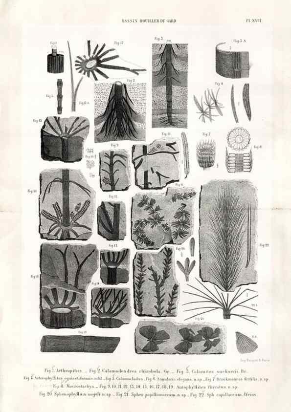 Reproducción/Reproduction 7676554092: Géologie et paléontologie du bassin houiller du Gard /. Saint-Etienne :Théolier,1890.