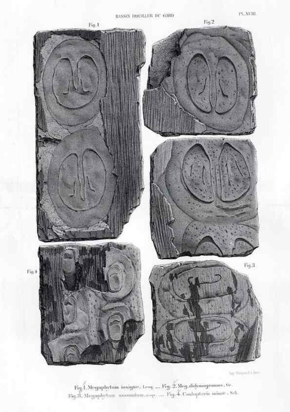 Reproducción/Reproduction 7676555092: Géologie et paléontologie du bassin houiller du Gard /. Saint-Etienne :Théolier,1890.