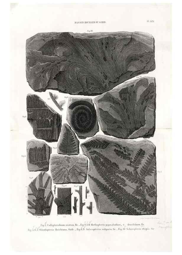 Reproducción/Reproduction 7676556164: Géologie et paléontologie du bassin houiller du Gard /. Saint-Etienne :Théolier,1890.