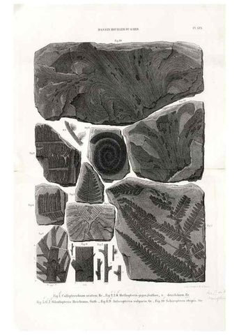 Reproducción/Reproduction 7676556164: Géologie et paléontologie du bassin houiller du Gard /. Saint-Etienne :Théolier,1890.