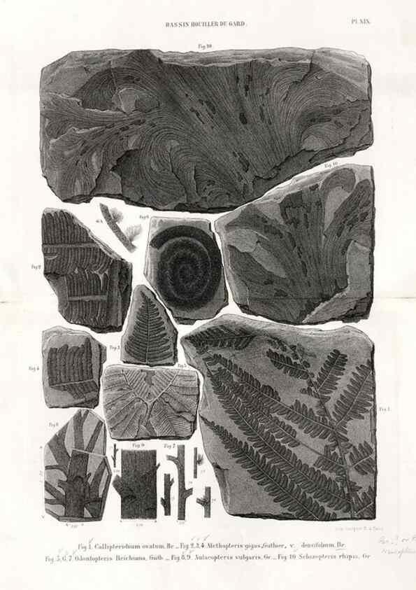 Reproducción/Reproduction 7676556164: Géologie et paléontologie du bassin houiller du Gard /. Saint-Etienne :Théolier,1890.