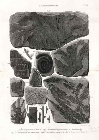 Reproducción/Reproduction 7676556164: Géologie et paléontologie du bassin houiller du Gard /. Saint-Etienne :Théolier,1890.