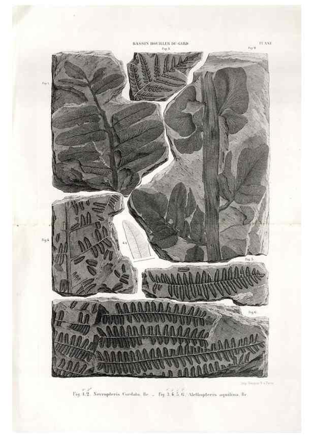 Reproducción/Reproduction 7676558374: Géologie et paléontologie du bassin houiller du Gard /. Saint-Etienne :Théolier,1890.