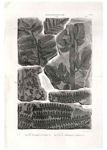 Reproducción/Reproduction 7676558374: Géologie et paléontologie du bassin houiller du Gard /. Saint-Etienne :Théolier,1890.