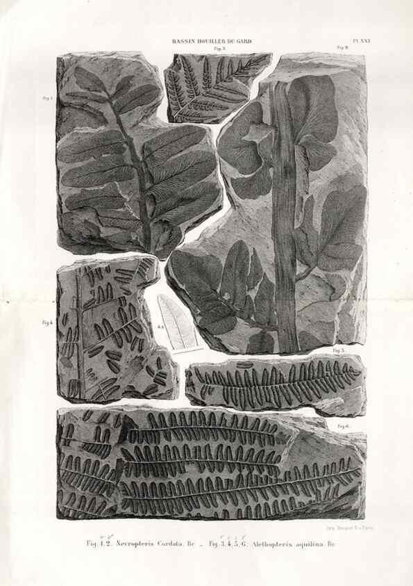 Reproducción/Reproduction 7676558374: Géologie et paléontologie du bassin houiller du Gard /. Saint-Etienne :Théolier,1890.