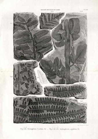 Reproducción/Reproduction 7676558374: Géologie et paléontologie du bassin houiller du Gard /. Saint-Etienne :Théolier,1890.