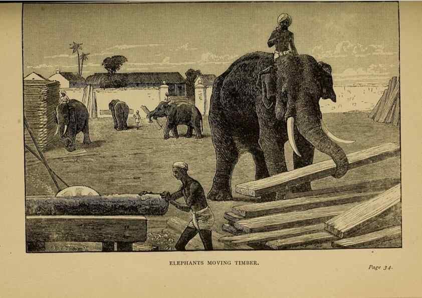 Reproducción/Reproduction 7583927316: The ivory king;. New York,C. Scribner's sons,1886.