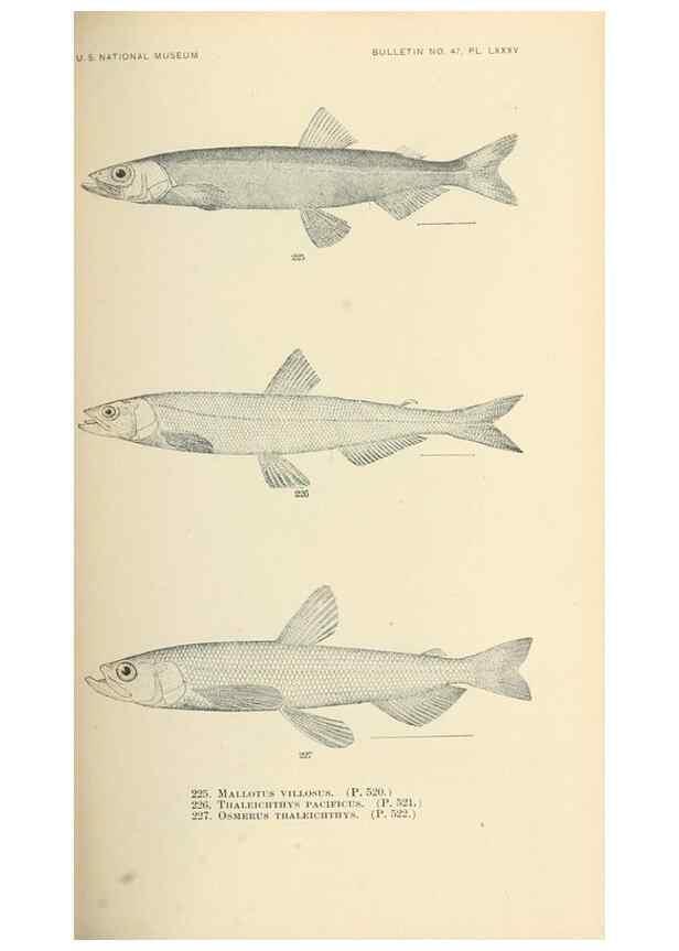 Reproducción/Reproduction 7983342675: The fishes of North and Middle America :. Washington :Smithsonian Institution, United States National Museum,1896-1900.