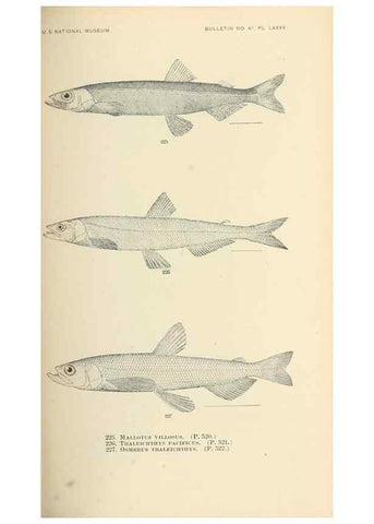 Reproducción/Reproduction 7983342675: The fishes of North and Middle America :. Washington :Smithsonian Institution, United States National Museum,1896-1900.