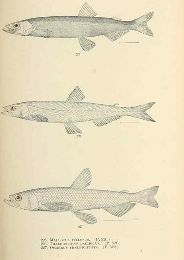 Reproducción/Reproduction 7983342675: The fishes of North and Middle America :. Washington :Smithsonian Institution, United States National Museum,1896-1900.