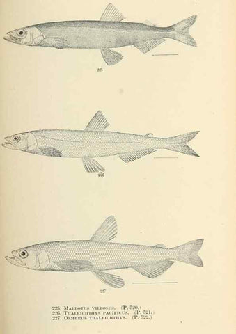 Reproducción/Reproduction 7983342675: The fishes of North and Middle America :. Washington :Smithsonian Institution, United States National Museum,1896-1900.